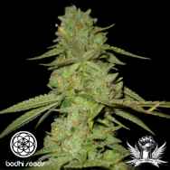 Bodhi Seeds Ancient OG